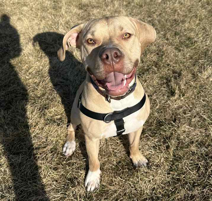 Photo of Baloo