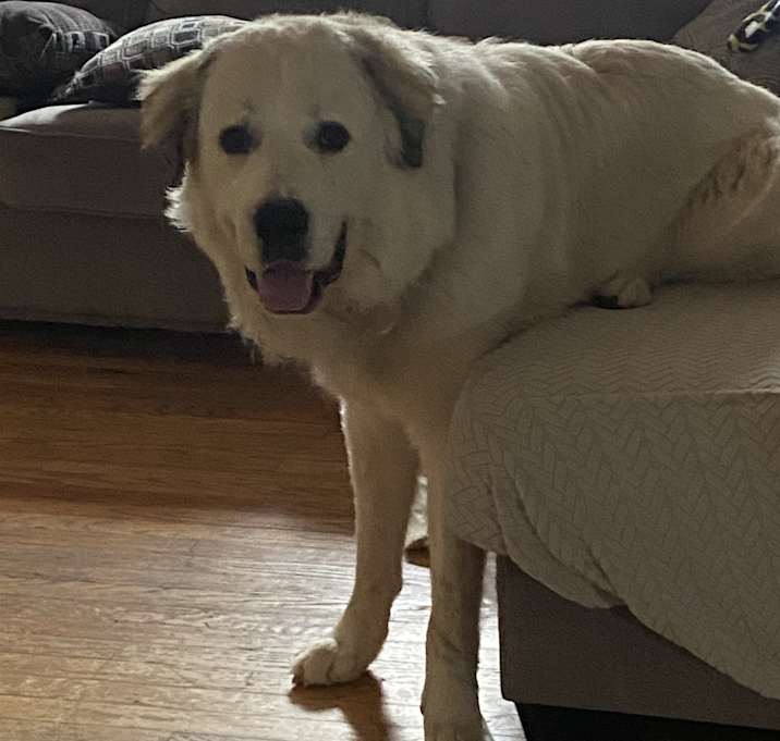 Photo of Opie