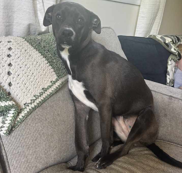 Photo of Leia
