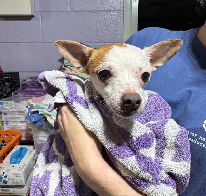 Photo of Edna $425