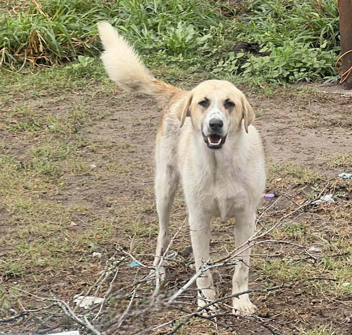 Photo of Winston