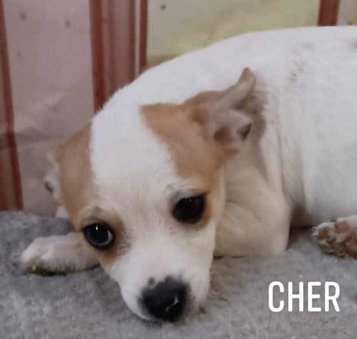 Photo of Cher