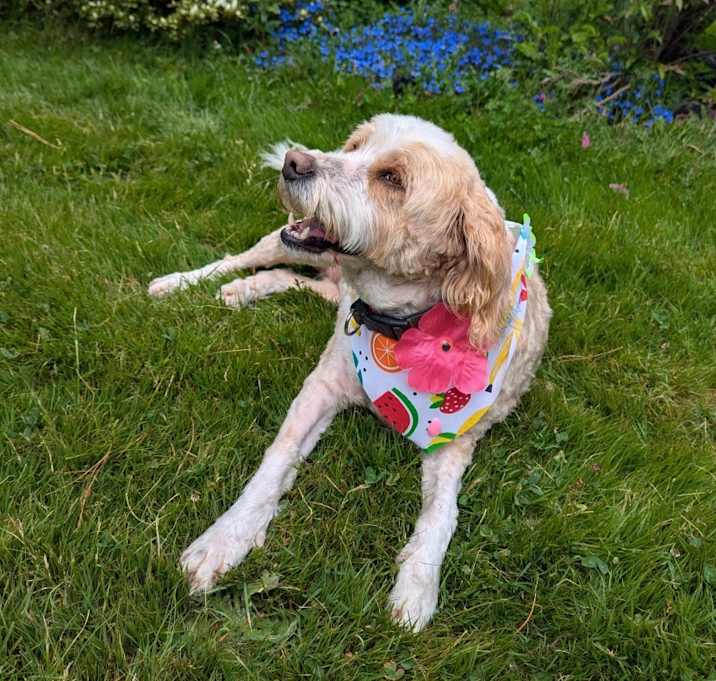 Photo of Belle