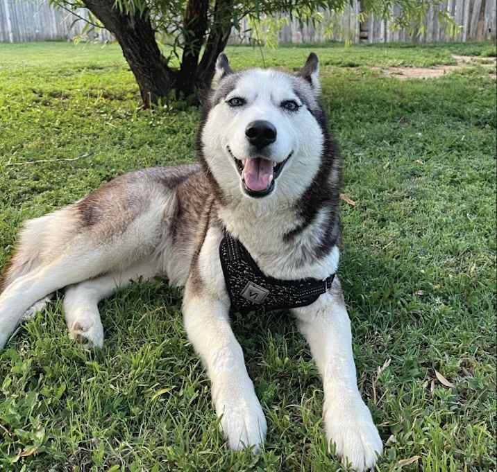 Photo of Luna