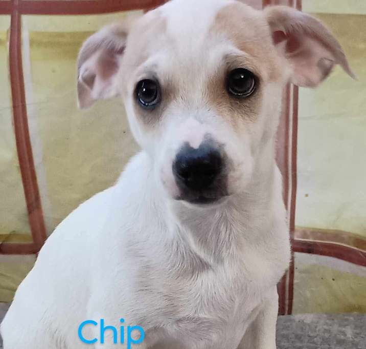Photo of Chip