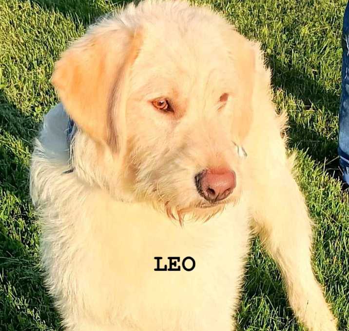 Photo of Leo