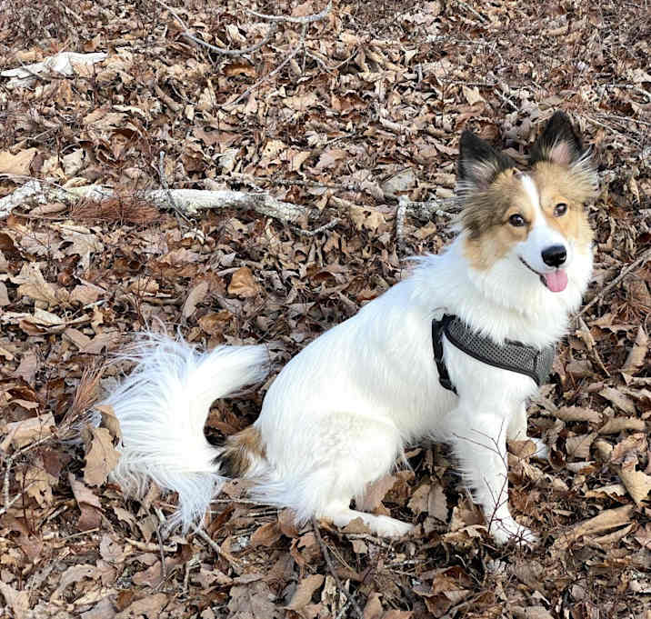 Photo of Remi