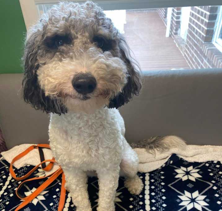 Photo of Toby