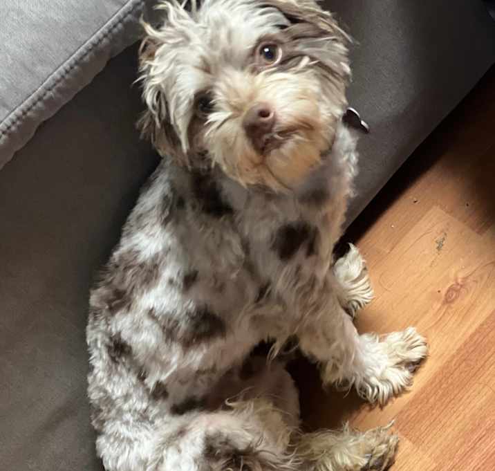 Photo of Scooter