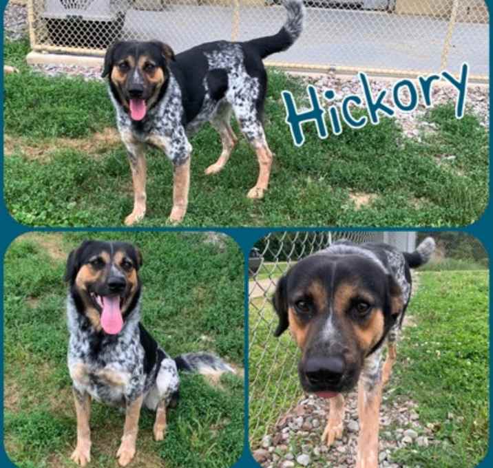 Photo of Hickory