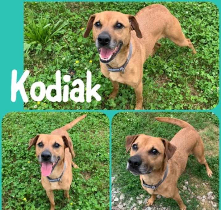 Photo of Kodiak