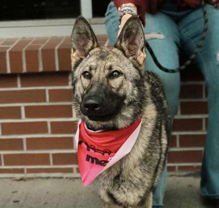 Photo of Eleanor (foster or adopter needed!)