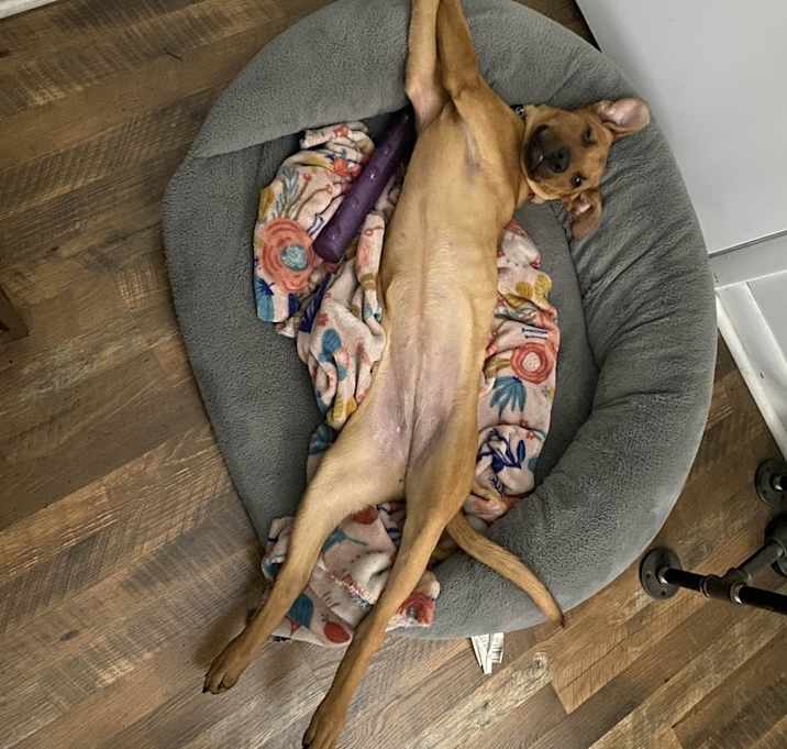 Photo of Velma