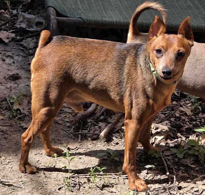 Photo of Scout