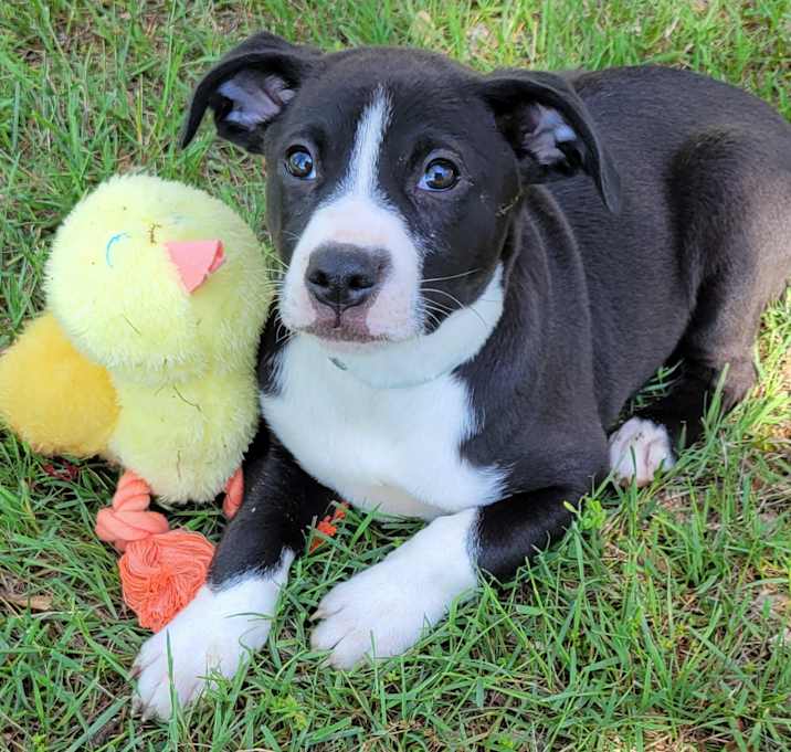 Photo of Digger