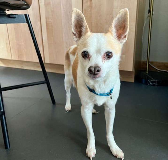 Photo of Gizmo