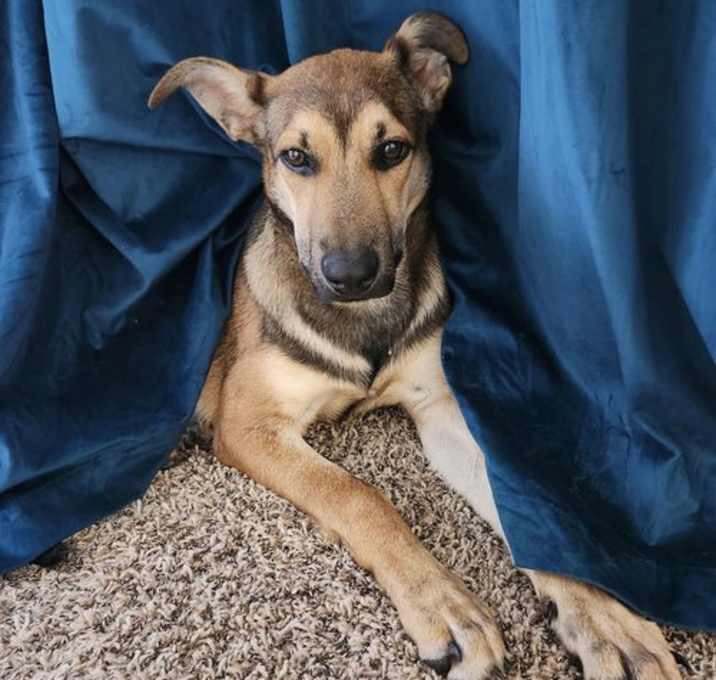 Photo of Fawn (Kat Dog)