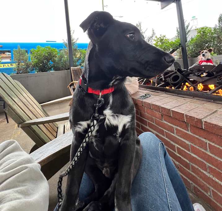 Photo of Sparky