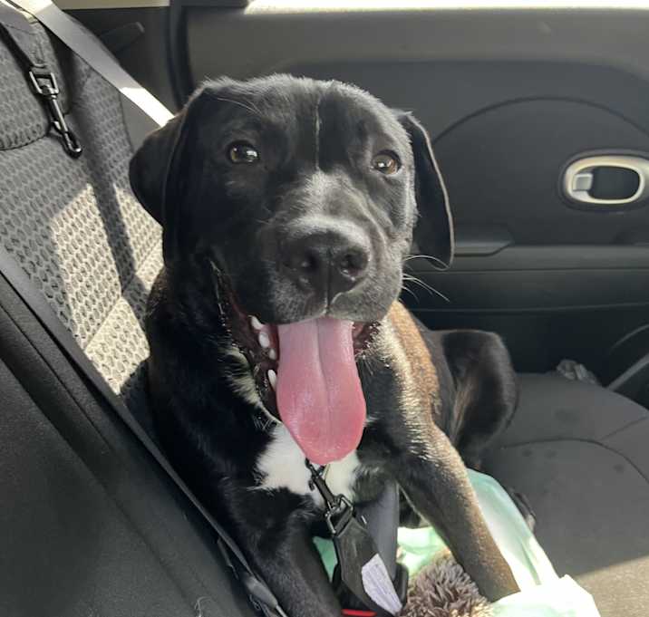 Photo of Muppet