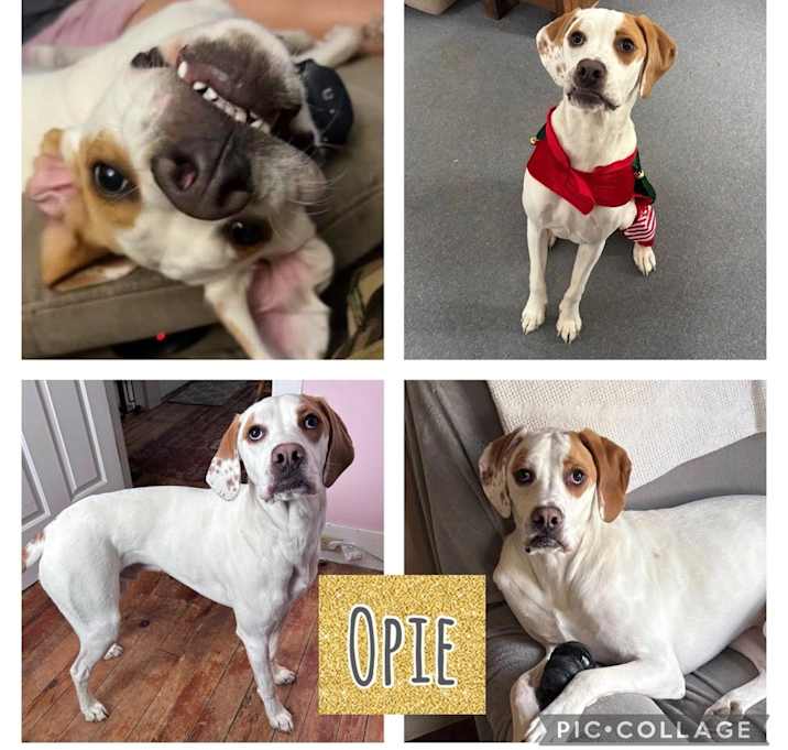 Photo of Opie