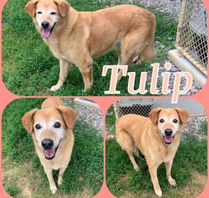 Photo of Tulip