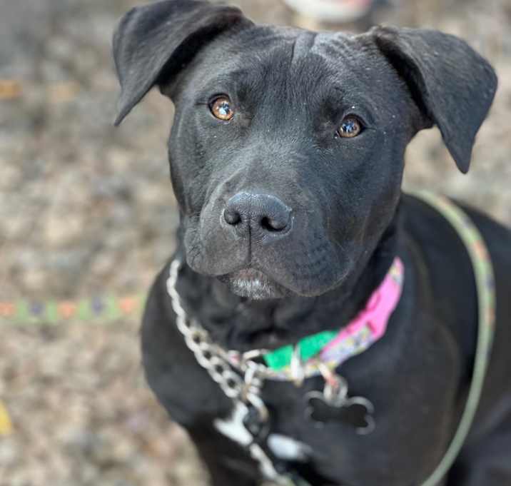 Photo of Piper