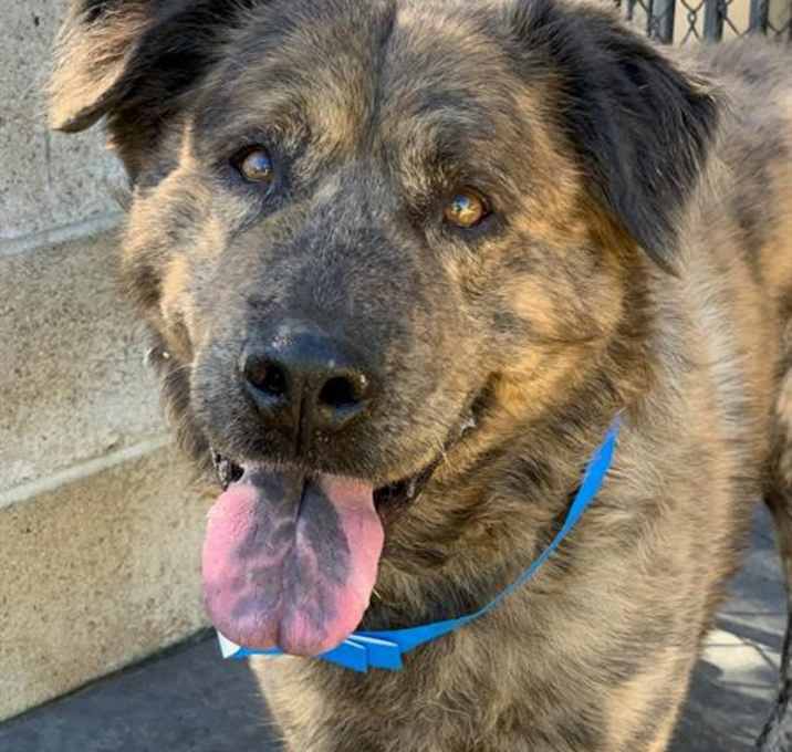 Photo of GRIZZLY