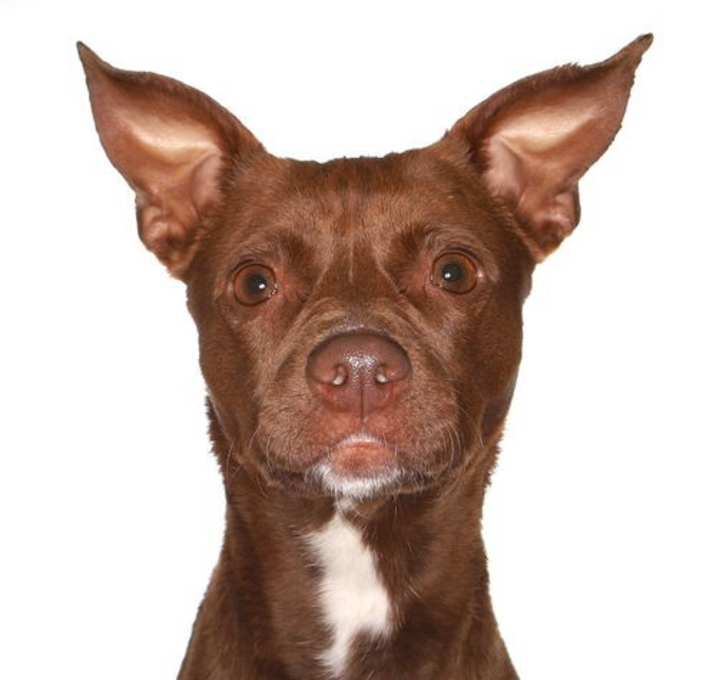Photo of Coco