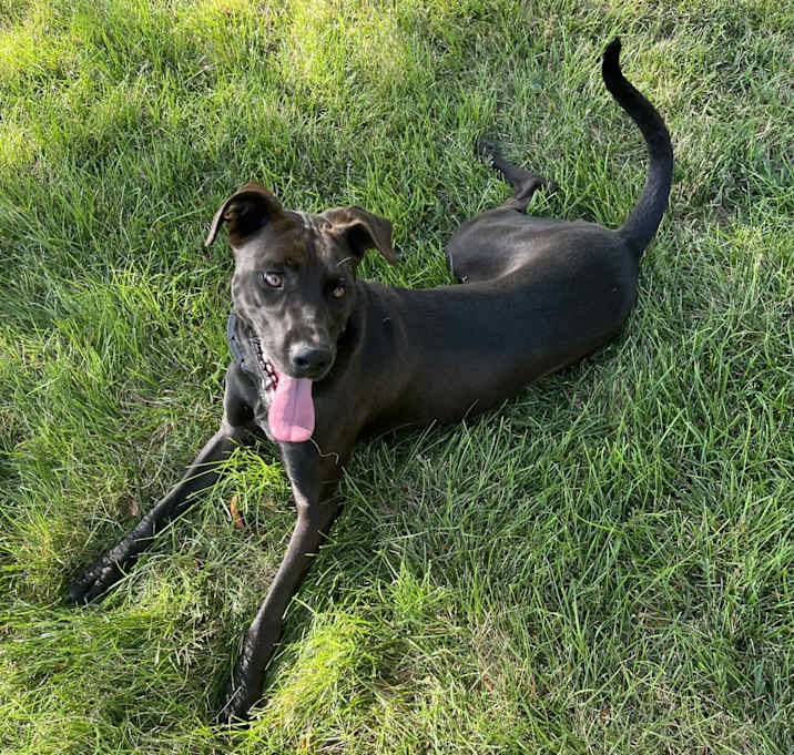 Photo of Lilly