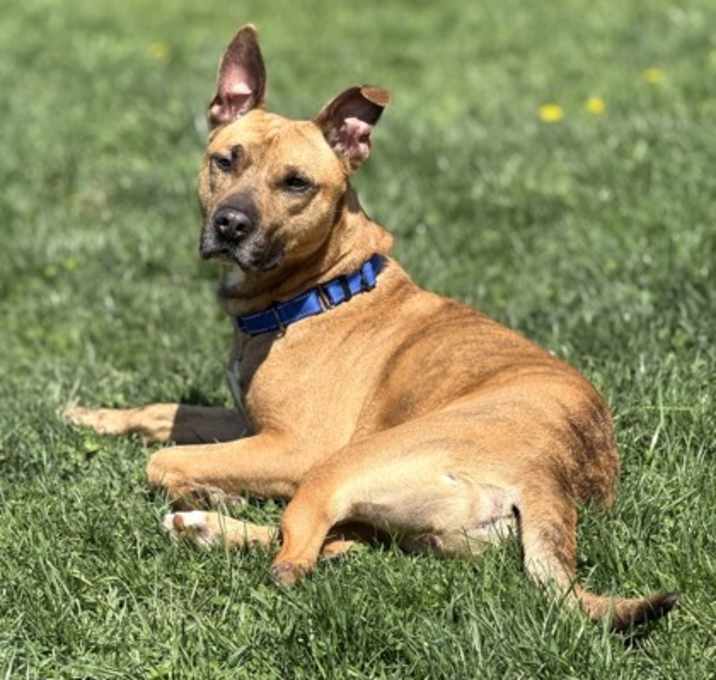 Photo of Bogey