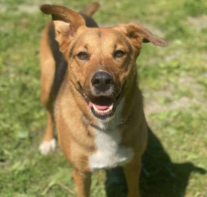 Photo of Tika