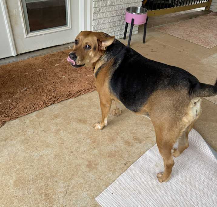 Photo of Gracie