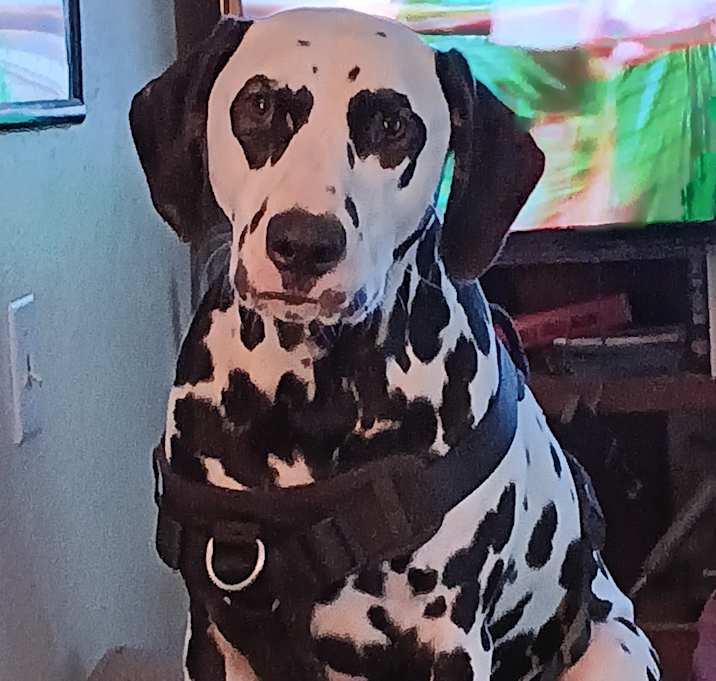 Photo of Jacky Boy (Jack)