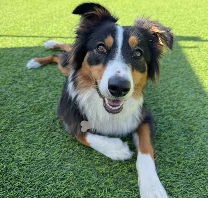 Photo of Lilly Bug