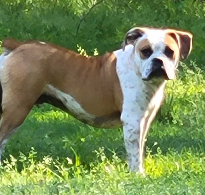 Photo of Baxter