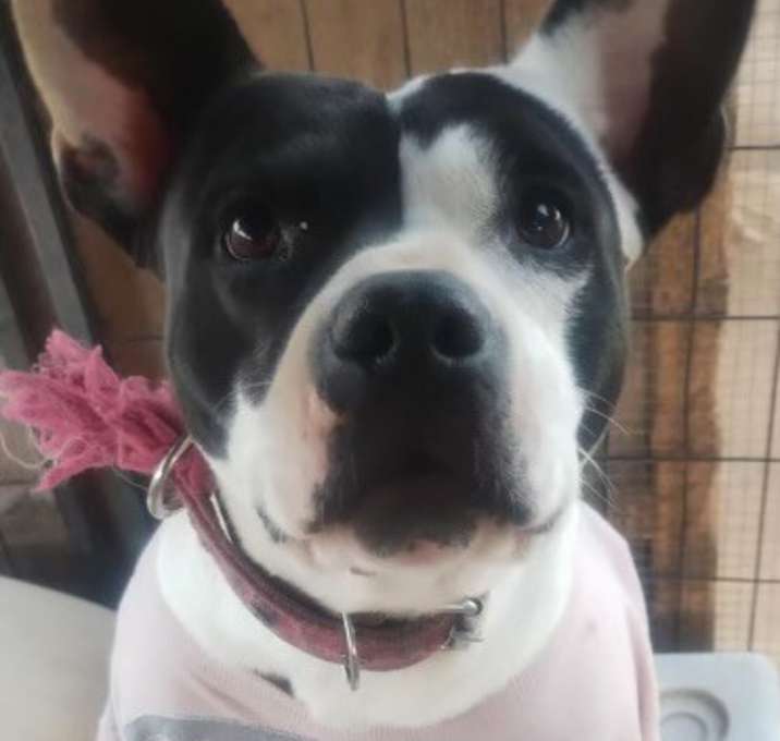Photo of PRINCESS