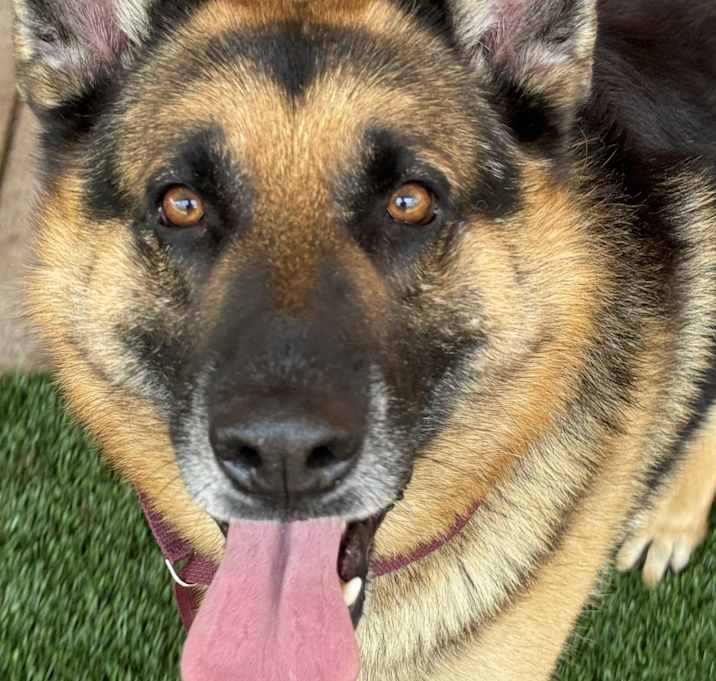 Photo of Boomer Last Chance to Live