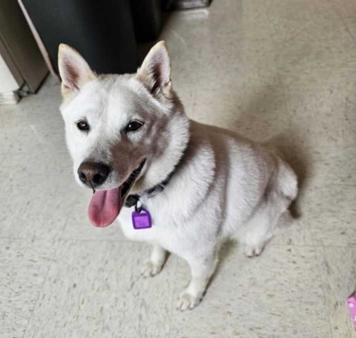 Photo of Gardenia