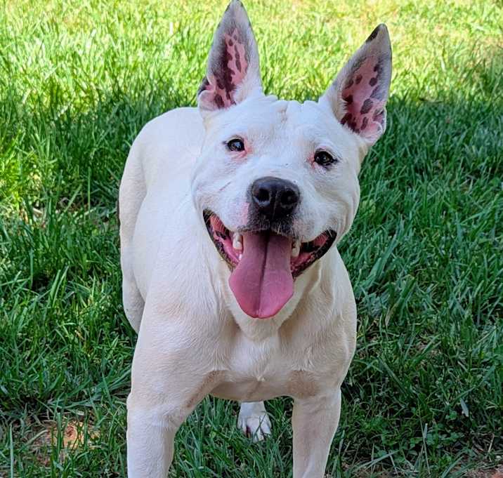Photo of Scout