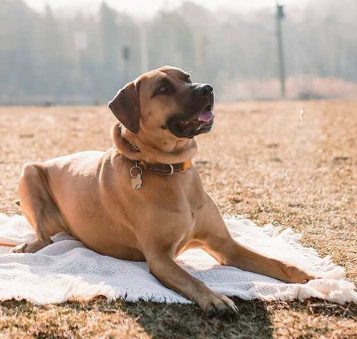 Photo of Kodi
