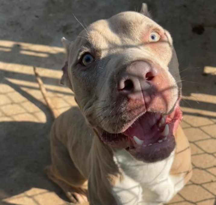 Photo of Guapo