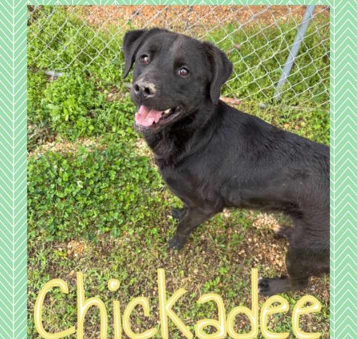 Photo of Chickadee
