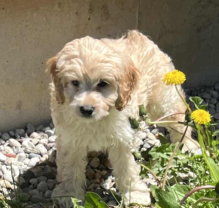 Photo of ADOPTION PENDING Watson