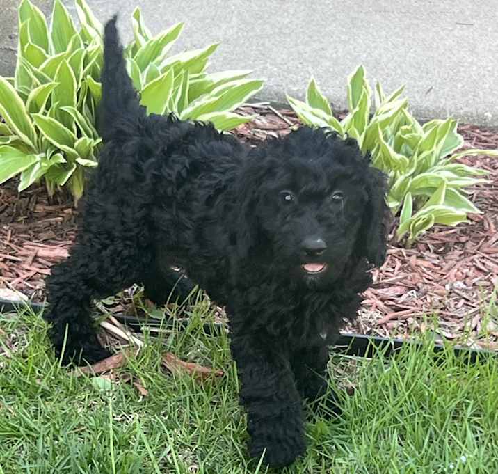 Photo of ADOPTION PENDING Waffles