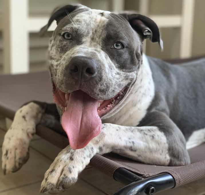 Photo of Loki