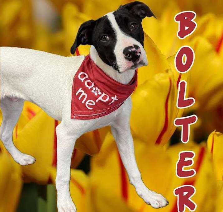 Photo of Bolter
