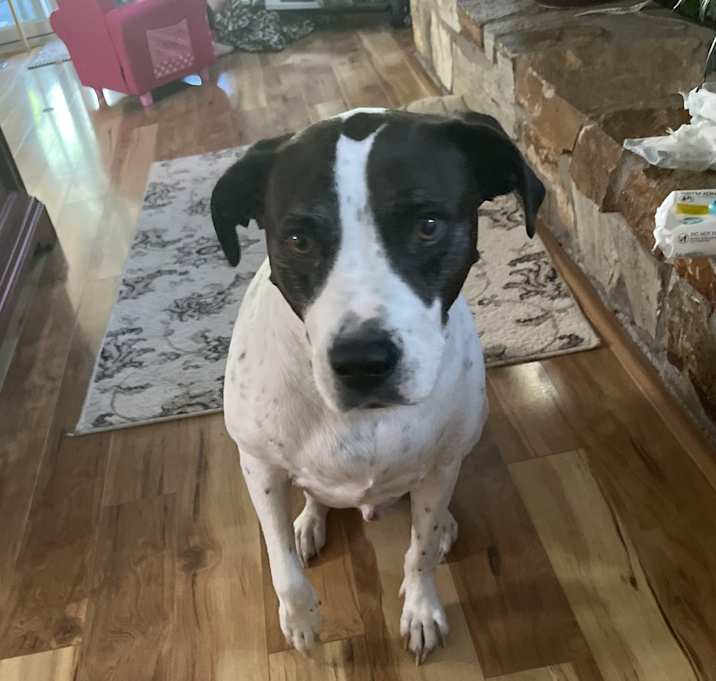 Photo of Scout