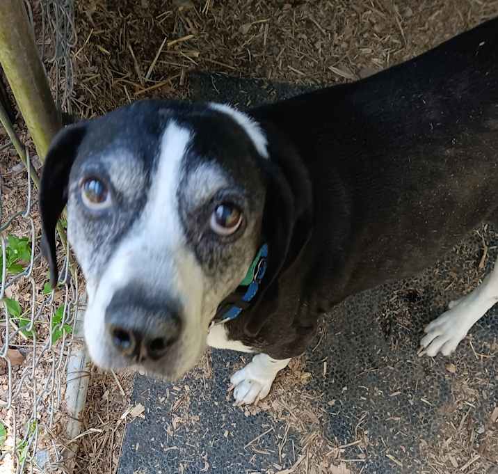 Photo of Puppycow
