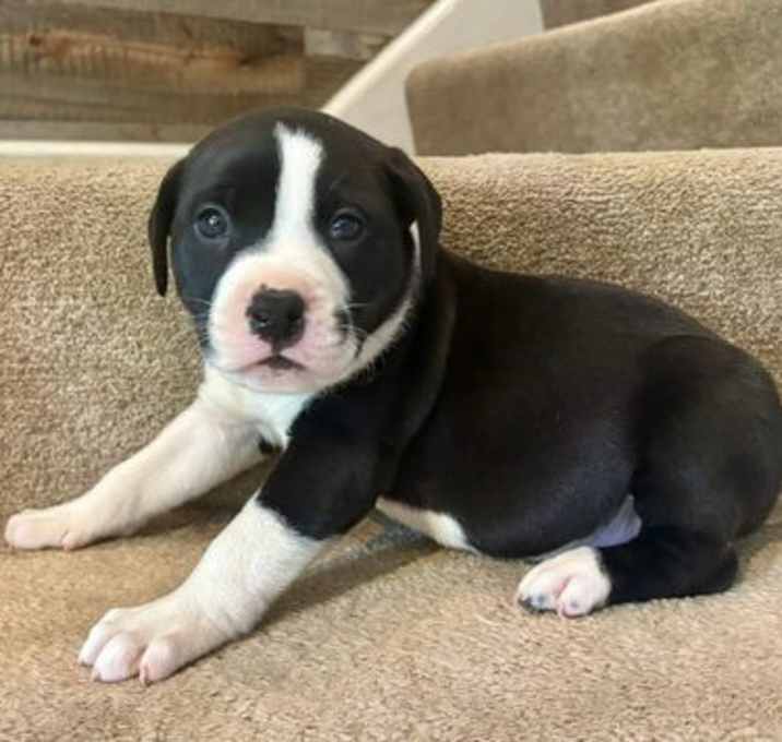 Photo of Jet