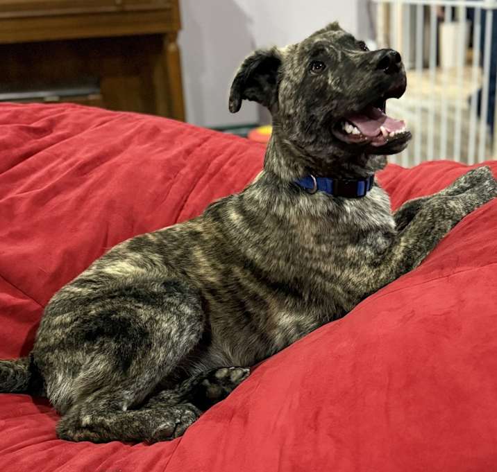 Photo of Cosmo